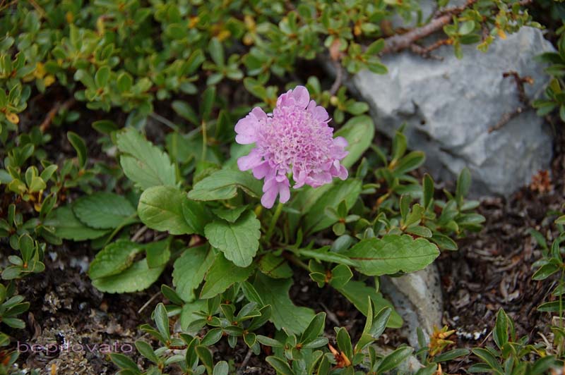 Saxifraga aizoides e Scabiosa sp.