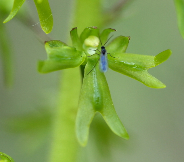 Lusus di Listera Ovata