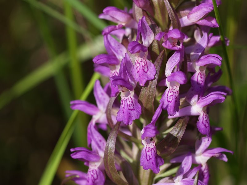 Orchidee val Brenta