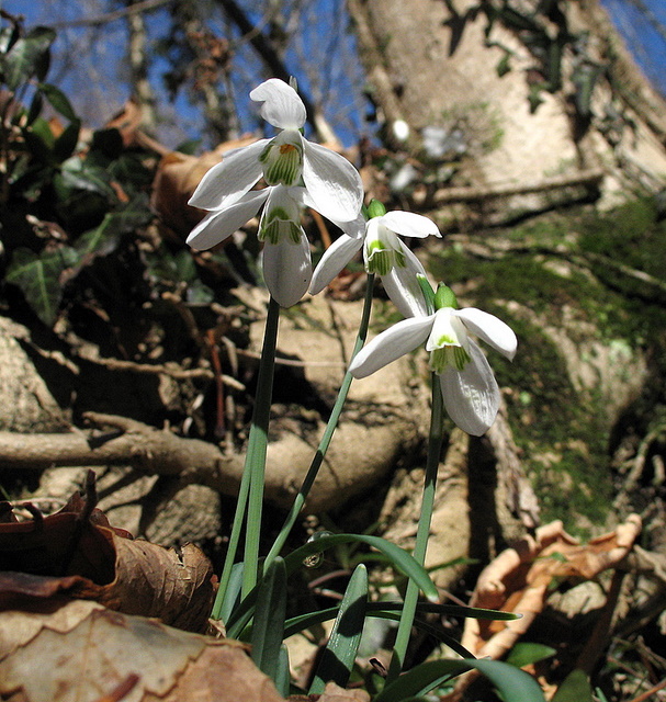 Galanthus nivalis / Bucaneve