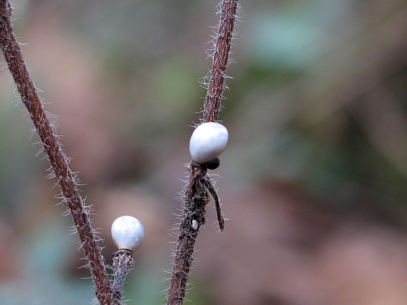 pianta o fiore? - frutti di Buglossoides purpurocaerulea