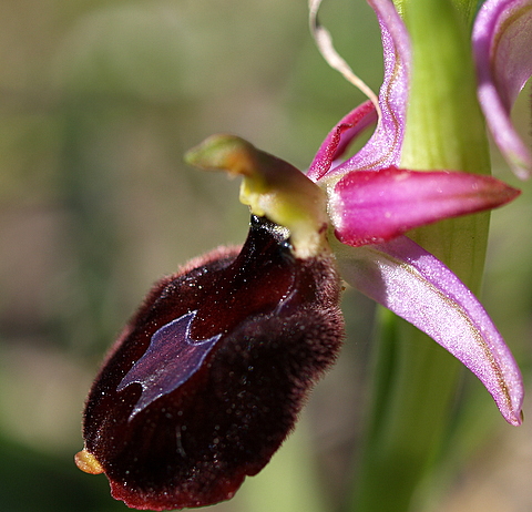 Oprhrys benacensis e O. morio