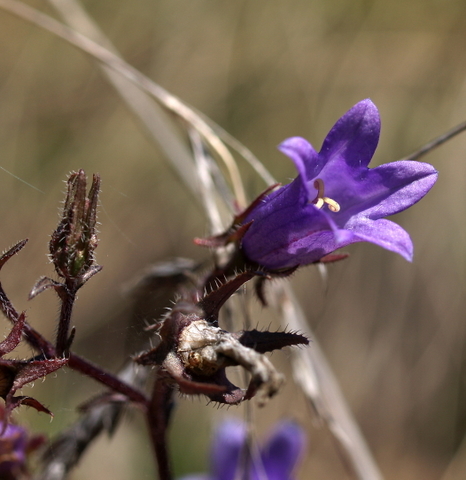 Campanula sibirica / Campanula siberiana