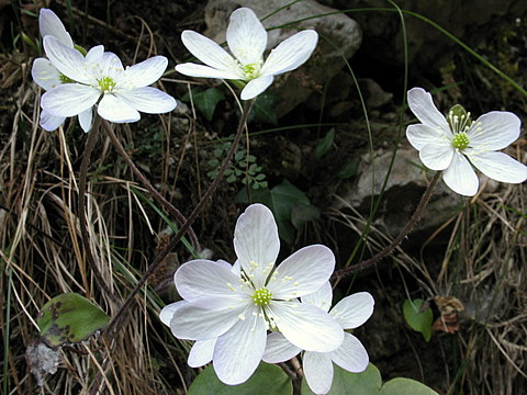 Hepatica nobilis / Erba trinit