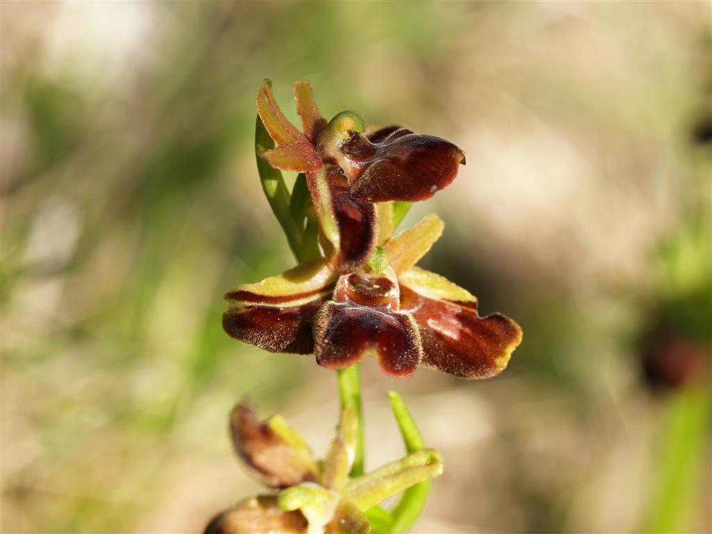 Lusus di Ophrys Sphegodes