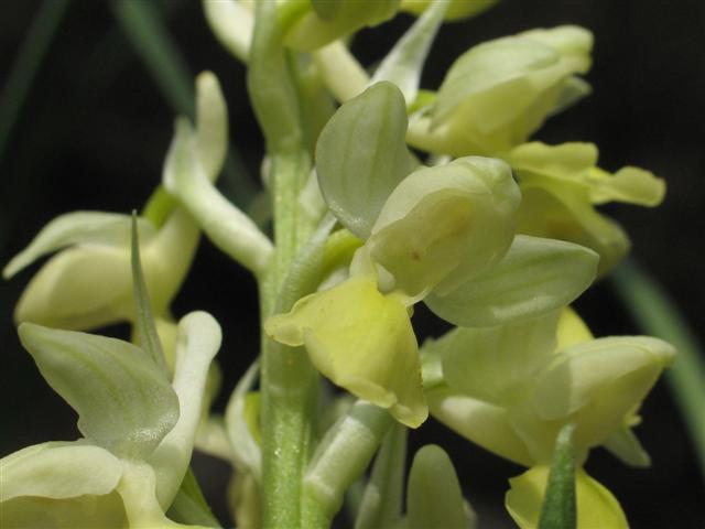 Orchis pallens