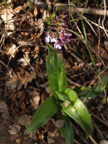 Orchis purpurea