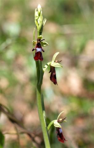 Ophrys insectifera