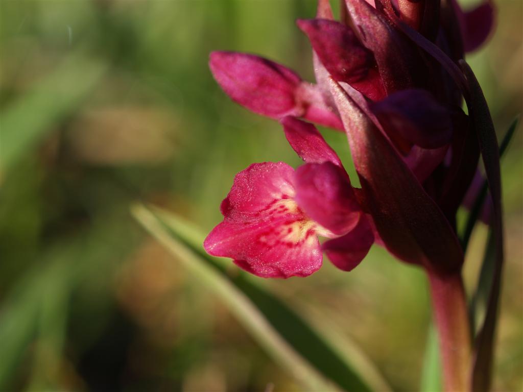 Orchis sambucina