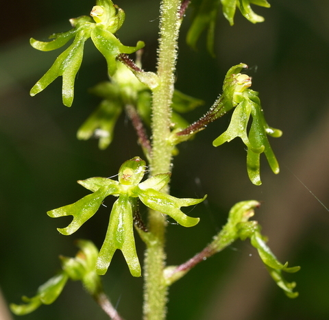 Lusus di Listera Ovata