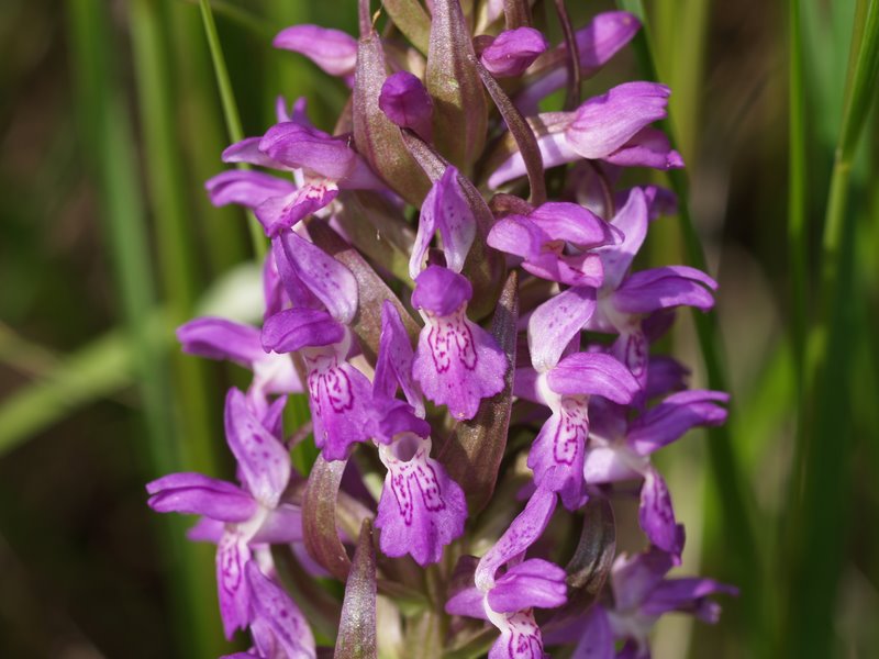 Orchidee val Brenta