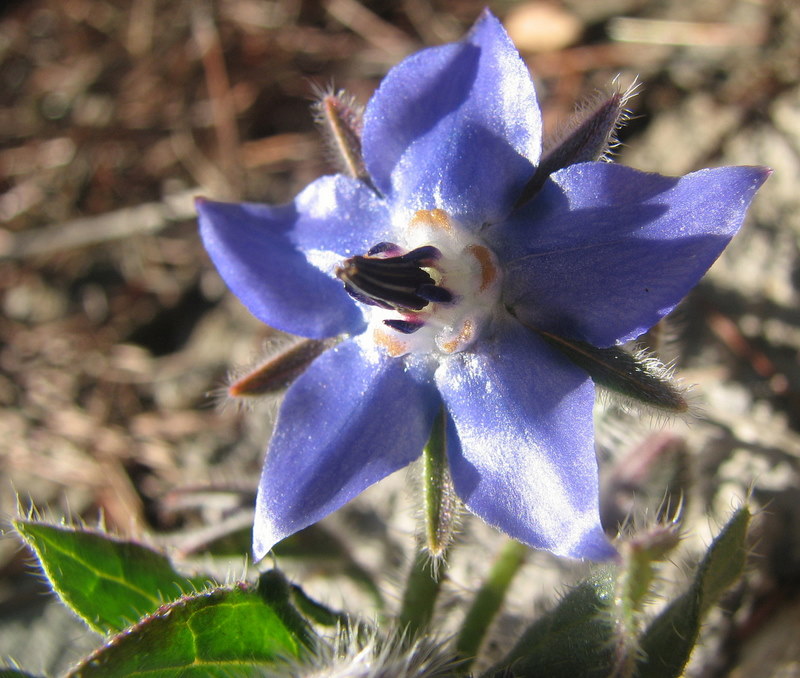 Borago officinalis / Borragine comune