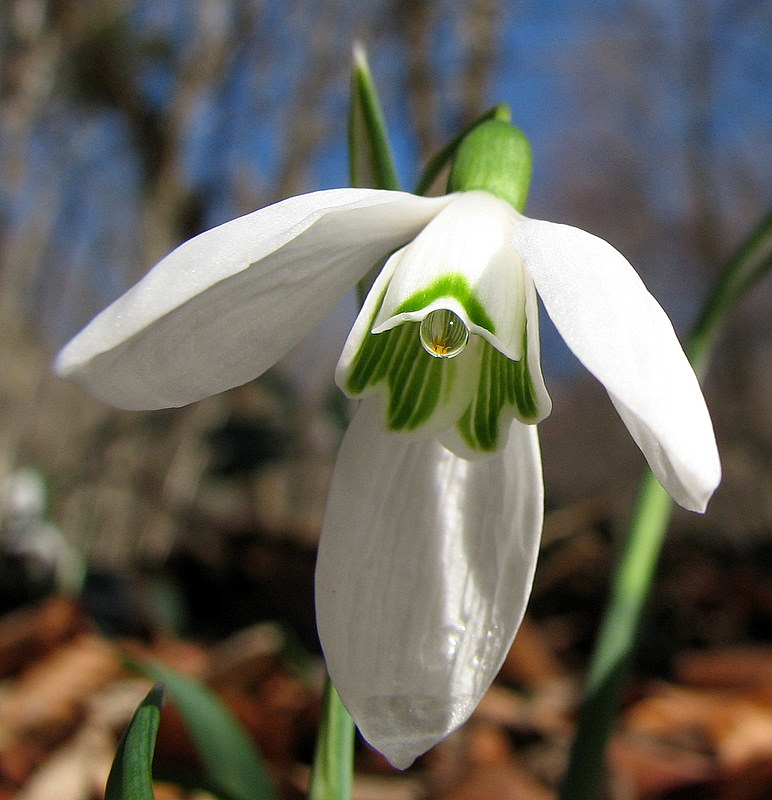 Galanthus nivalis / Bucaneve