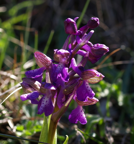 Oprhrys benacensis e O. morio