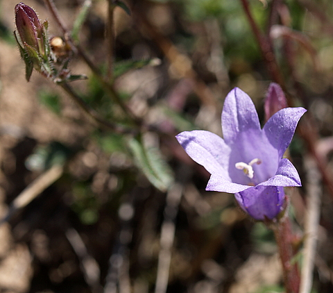 Campanula sibirica / Campanula siberiana