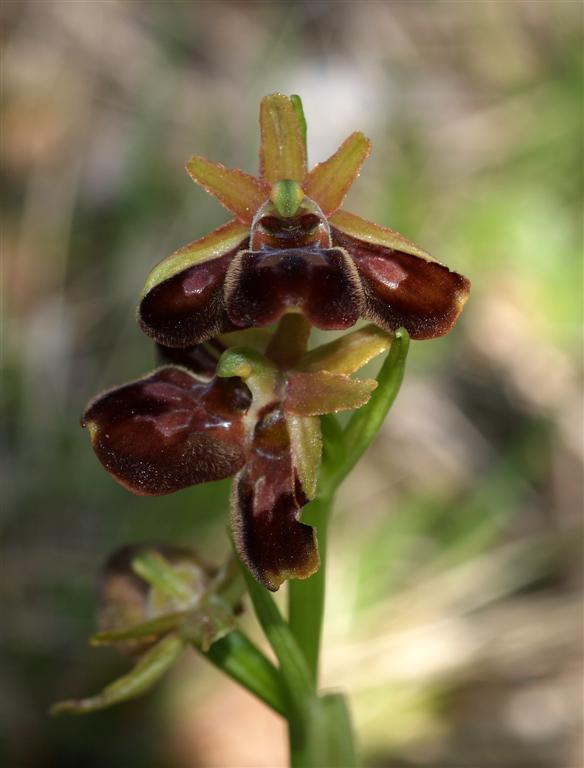 Lusus di Ophrys Sphegodes