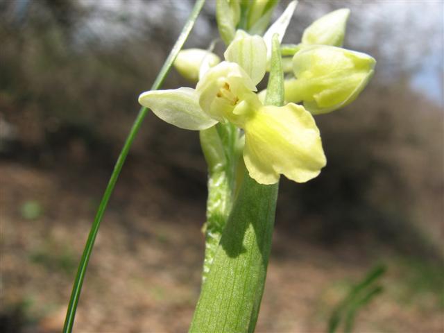 Orchis pallens