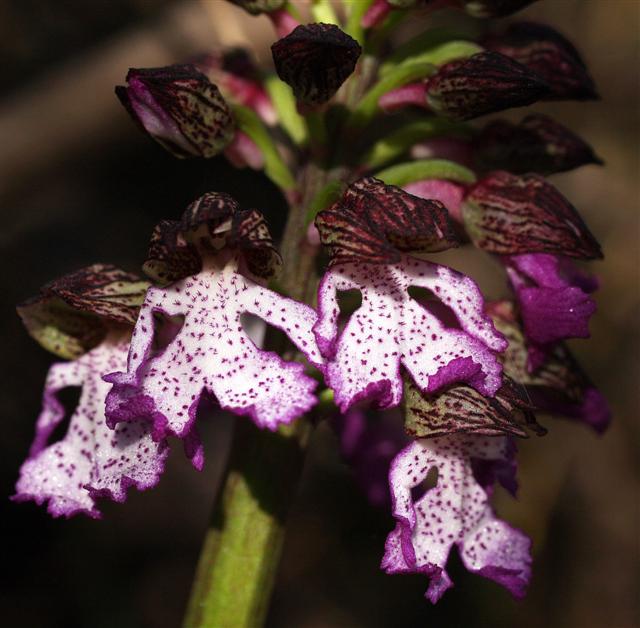 Orchis purpurea