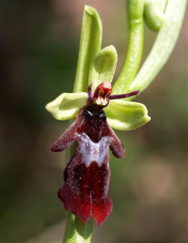 Ophrys insectifera