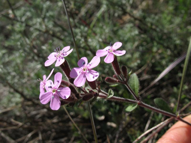 Saponaria ocymoides / Saponaria rossa