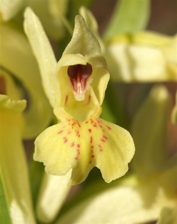 Orchis sambucina