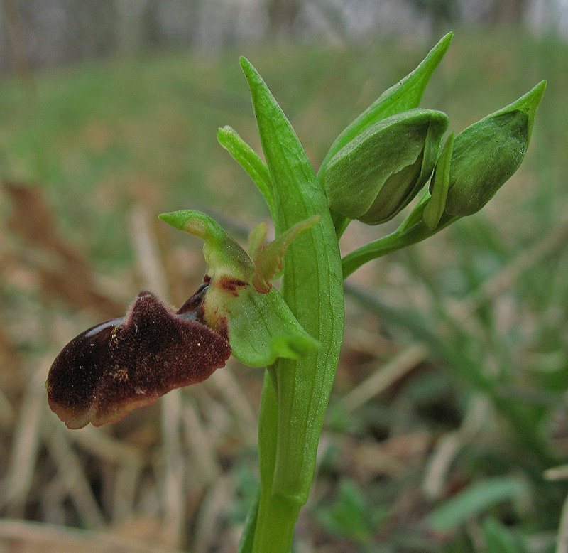 Ophrys sphegodes