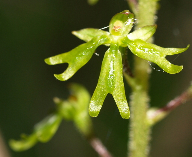 Lusus di Listera Ovata