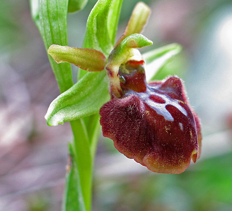 Ophrys sphegodes