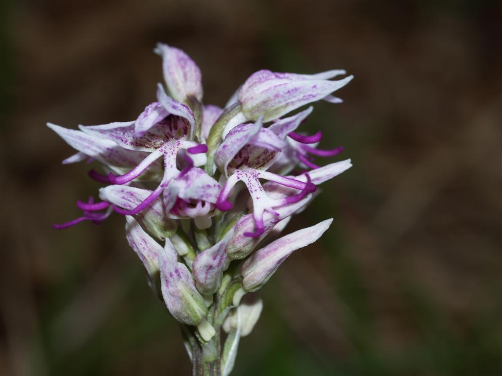 Orchidee sul monte Peso