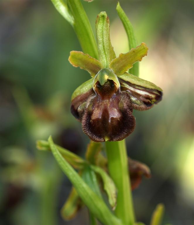 Lusus di Ophrys Sphegodes