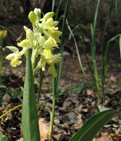 Orchis pallens