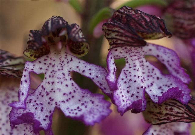 Orchis purpurea