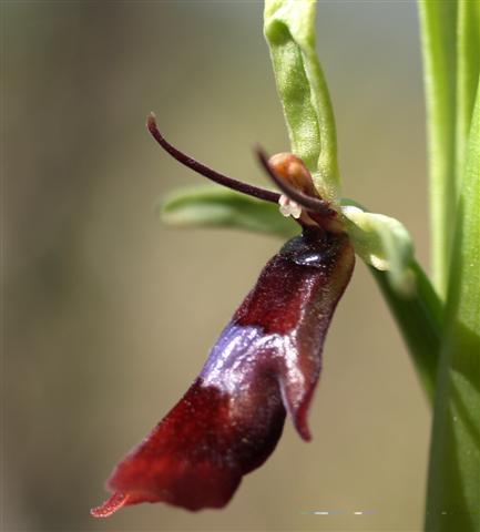 Ophrys insectifera