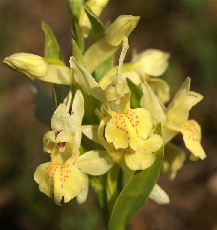 Orchis sambucina