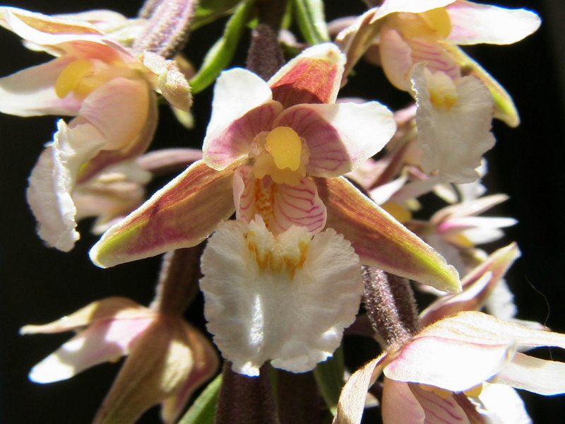 Orchidee val Brenta