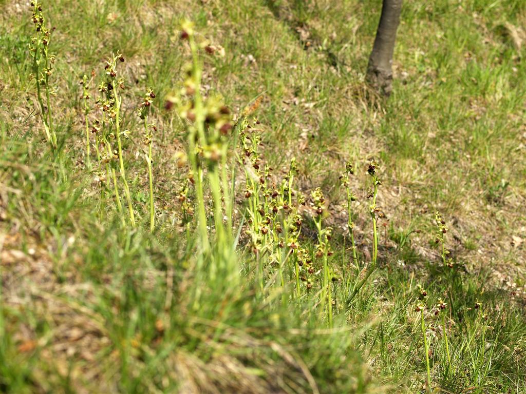 Lusus di Ophrys Sphegodes