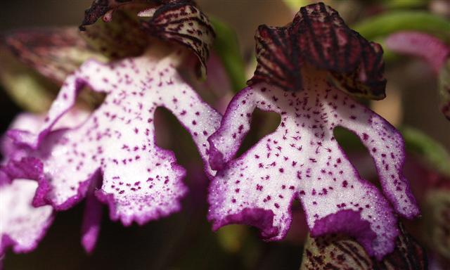 Orchis purpurea