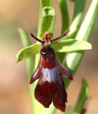 Ophrys insectifera