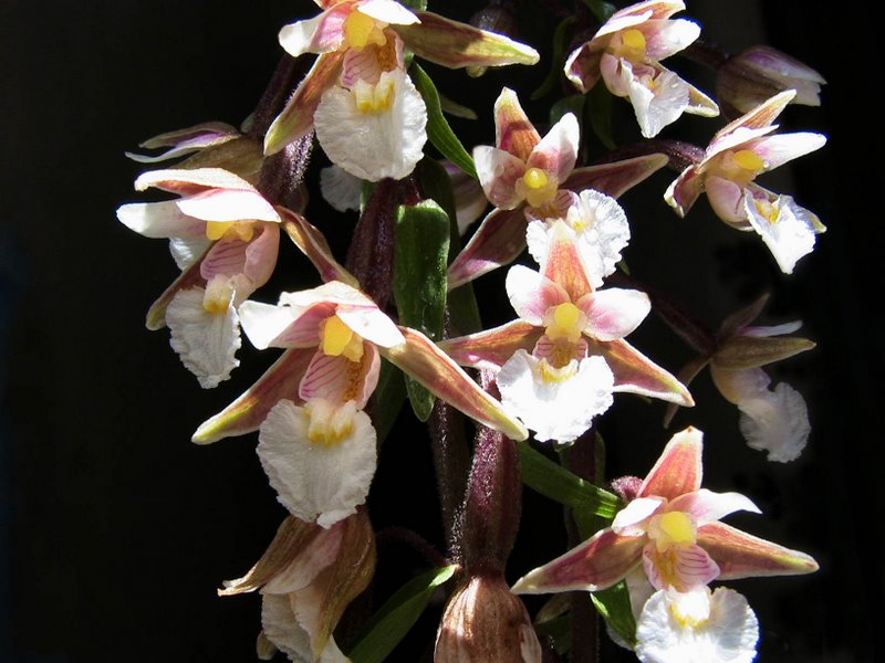 Orchidee val Brenta