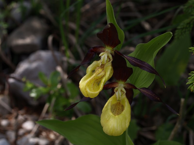 Orchidee val Brenta