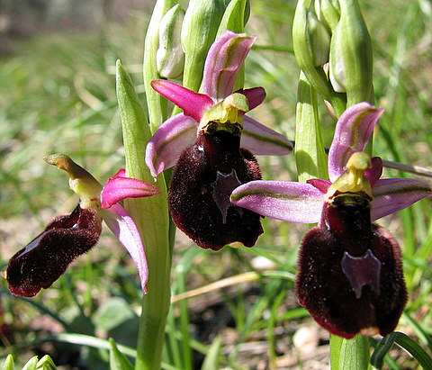 Oprhrys benacensis e O. morio