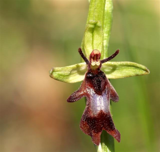 Ophrys insectifera