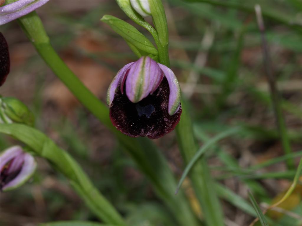 Orchidee sul monte Peso