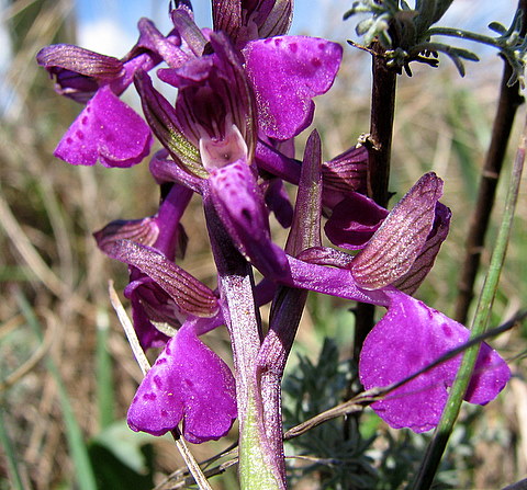 Oprhrys benacensis e O. morio