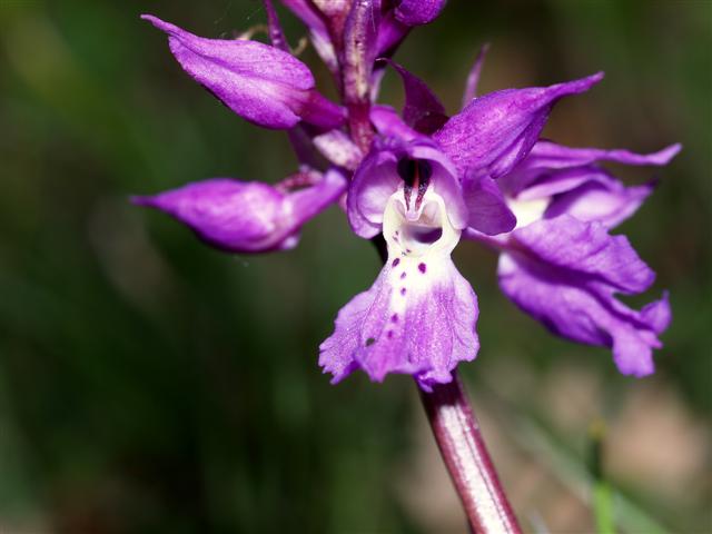 Orchis purpurea