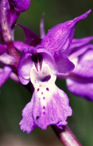 Orchis purpurea