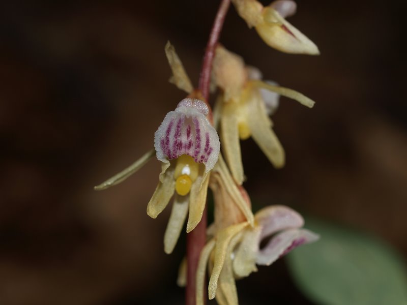 Epipogium aphyllum