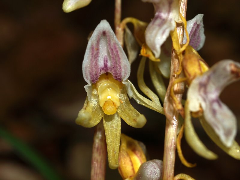 Epipogium aphyllum