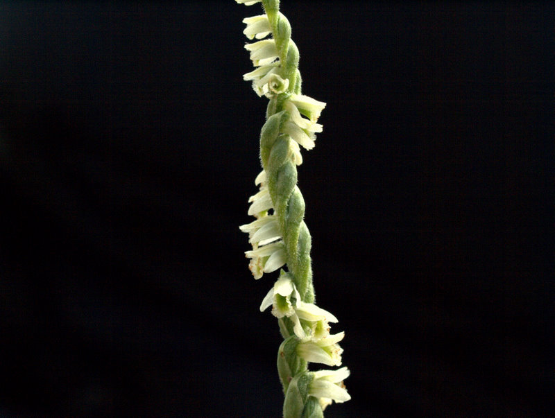 spiranthes spiralis