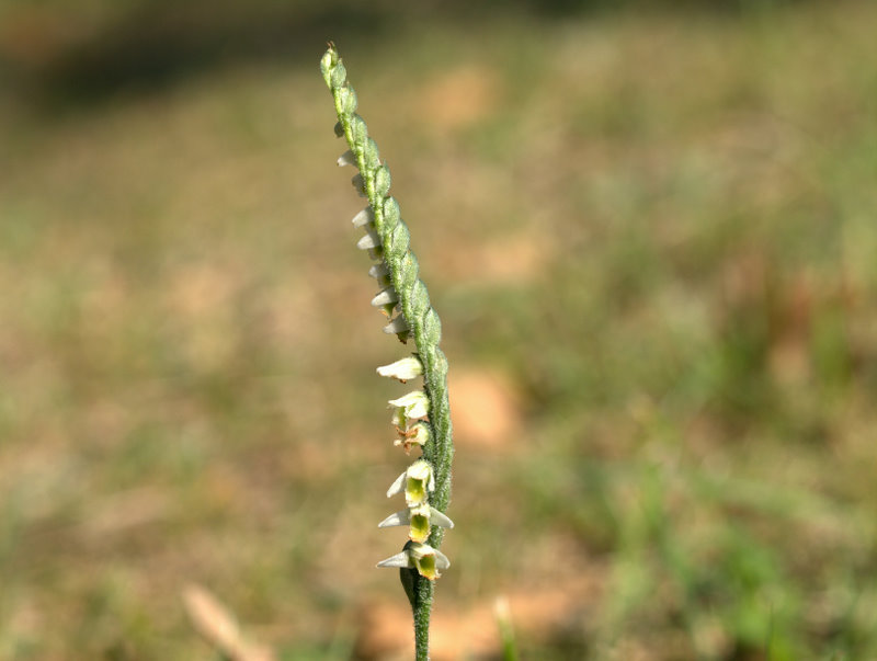 spiranthes spiralis